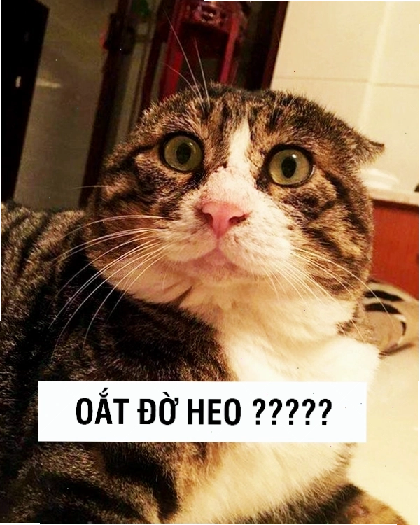 Mèo vô tri với ánh mắt lờ đờ và biểu cảm chán nản