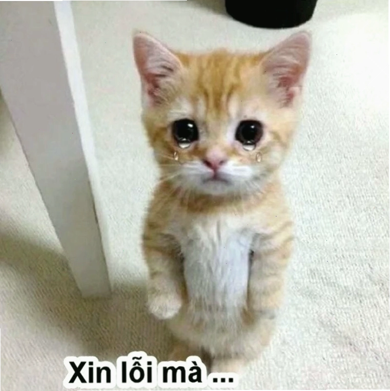 Nhân vật meme cầu xin với vẻ mặt năn nỉ