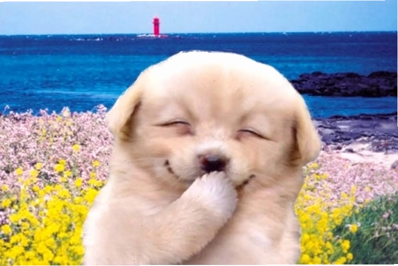 Những khoảnh khắc ảnh meme hehe hài hước