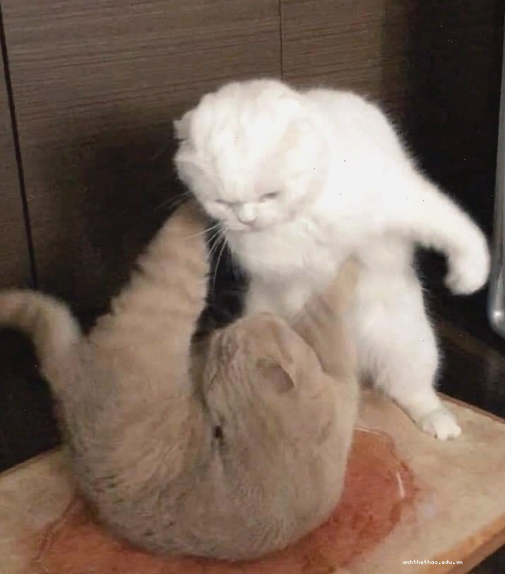 Phản ứng meme đấm của mèo