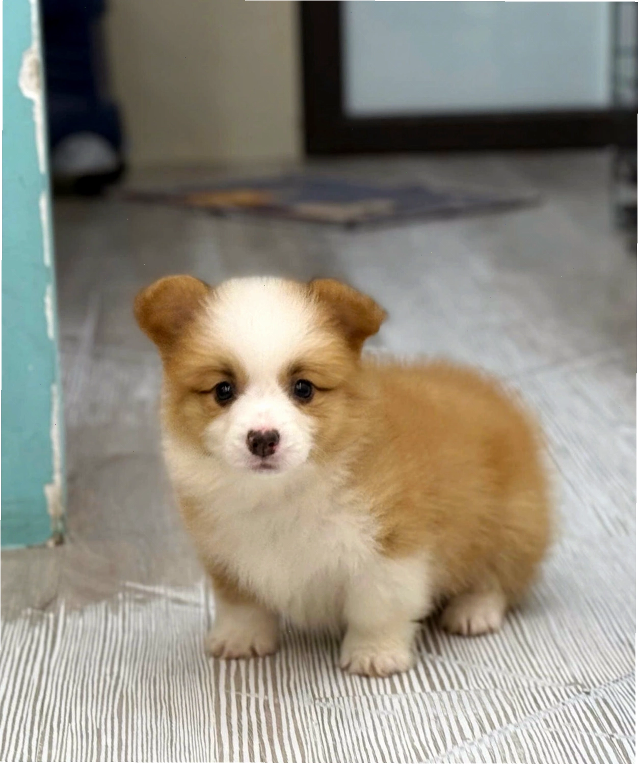 Siêu phẩm chó Corgi VIP mã CG4470