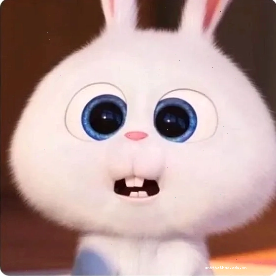 Thỏ snowball cute quên muộn phiền