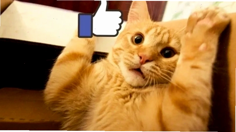 Thoải mái thả cảm xúc với meme mèo thả like độc lạ