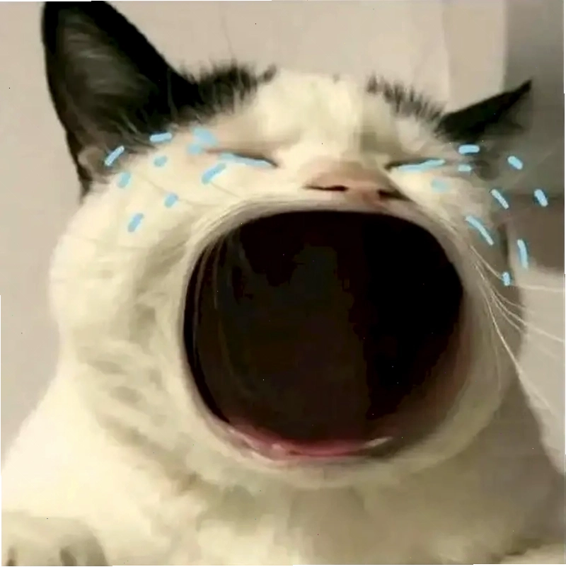 Tổng hợp meme cat crying siêu đáng yêu siêu viral