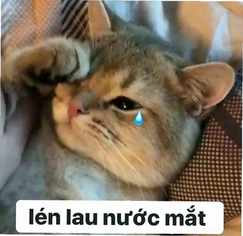 Trào lưu mới lạ từ cat meme crying siêu hot