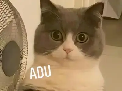 Những meme bựa mới nhất khiến bạn cười xỉu ngay tại chỗ