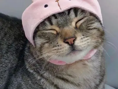 Mèo cute meme dễ thương khiến bạn cười không ngừng