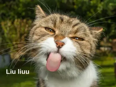 Cập nhật bộ sưu tập avatar meme siêu hài hước miễn phí