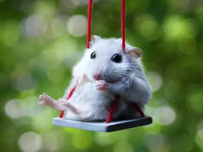 Hamster meme siêu dễ thương làm dậy sóng cộng đồng mạng