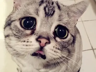 Khám phá meme con mèo khóc siêu dễ thương khiến bạn cười