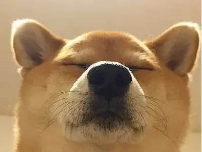 Những meme Cheems độc đáo tạo nên cơn sốt trên Internet