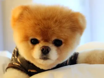 Bộ meme cute dễ thương nhất năm nay bạn không thể bỏ qua