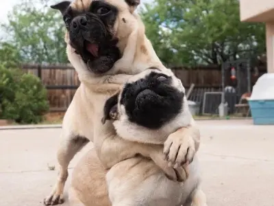 Cập nhật meme dog mới nhất đang lan truyền mạnh mẽ