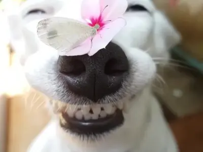 Bộ sưu tập ảnh chó meme hài gây cười và lan tỏa sự vui nhộn