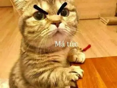 Bộ sưu tập meme dỗi siêu đáng yêu dành cho hội bạn thân