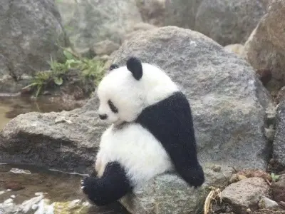 Bộ ảnh meme gấu trúc siêu đáng yêu, đảm bảo cười cả ngày