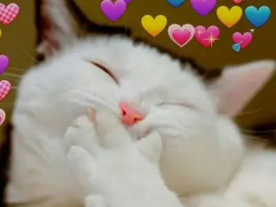 Bộ ảnh haha meme khiến bạn không thể nhịn cười mỗi ngày