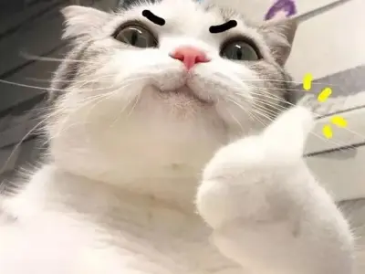 Tổng hợp meme mèo vui nhộn khiến bạn cười không ngớt