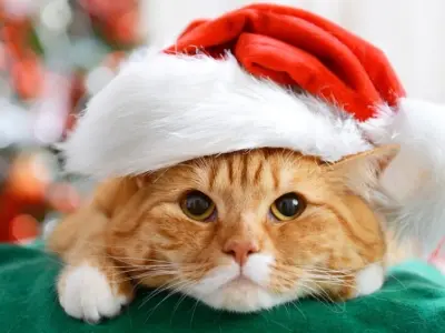 Mèo Noel meme siêu dễ thương đón Giáng Sinh vui vẻ