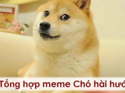Tuyển tập dog meme đáng yêu giúp bạn thư giãn cả ngày