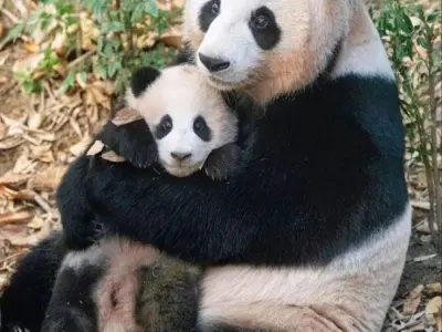 Bộ meme gấu hài hước đỉnh cao, ai xem cũng phải bật cười