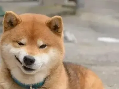 Shiba Meme – Những hình ảnh hài hước và đáng yêu nhất