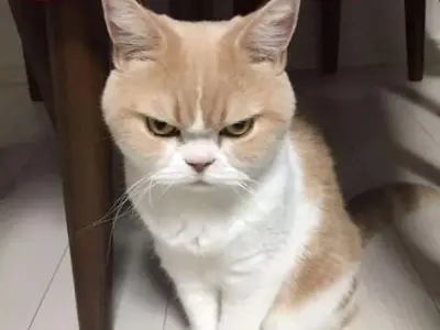 Bộ meme tức giận đầy cảm xúc, ai cũng thấy mình trong đó