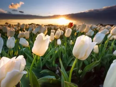Hình nền hoa tulip đẹp chuẩn 4K rực rỡ và tinh tế nhất