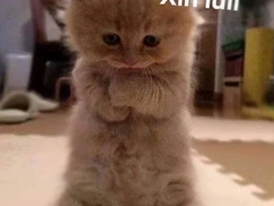 30+ Meme Cầu Xin Hài Hước Nhìn Là Mềm Lòng Muốn Gật Đầu