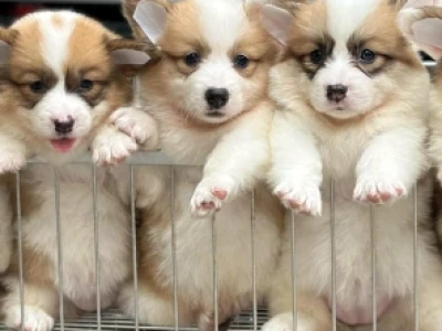 Bí quyết chọn mua chó Corgi giá rẻ chất lượng và thuần chủng năm 2026