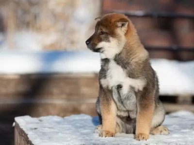 Khám Phá Thế Giới Dog Anime: Những Tác Phẩm Đáng Xem Nhất