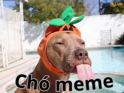 Khám phá thế giới meme chó cute: Tuyển tập ảnh vui nhộn 2026