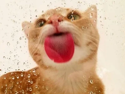 Meme Chó Lè Lưỡi: Tuyển Tập Hình Ảnh Hài Hước Cười Ra Nước Mắt 2026