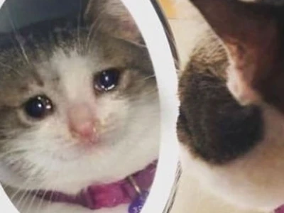 Meme Mèo Khóc: Tuyển tập ảnh hài hước và biểu cảm gây sốt