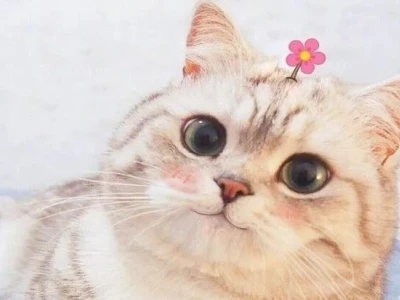 Meme Mèo Like: Tuyển Tập Ảnh Cute Dễ Thương Hài Hước Nhất 2026